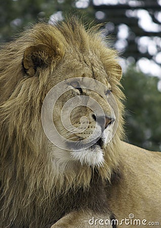 Majestic Lion Stock Photo