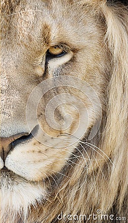 Majestic lion Stock Photo