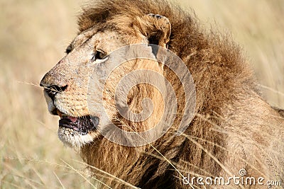 Majestic lion head in the grass Stock Photo