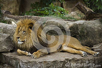 Majestic Lion Stock Photo