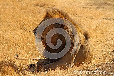 Majestic Lion Stock Photo