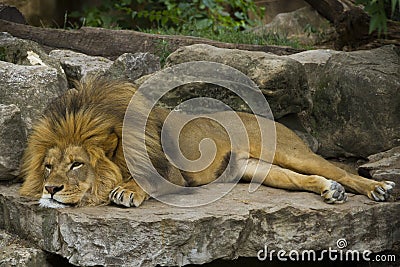Majestic Lion Resting Stock Photo
