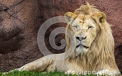 Majestic lion Stock Photo