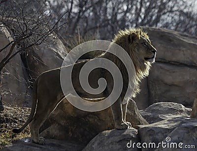 Majestic lion standing on the rock Stock Photo