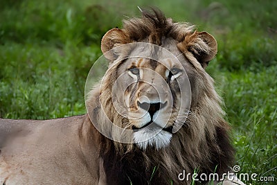 Majestic lion stares at camera, epitomizing beauty in nature Stock Photo