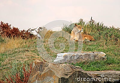 Majestic Lioness Animal. Stock Photo