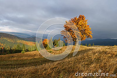 Majestic lonely beech tree on a hill mountain autumn landscape. Stock Photo