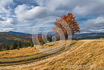 Majestic lonely beech tree on a hill mountain autumn landscape. Stock Photo