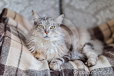 Majestic main coon cat on the brown checked plaid Stock Photo