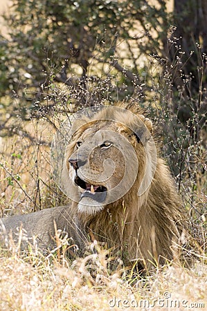 Majestic male lion Stock Photo