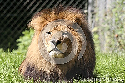 Majestic Male Lion Stock Photo