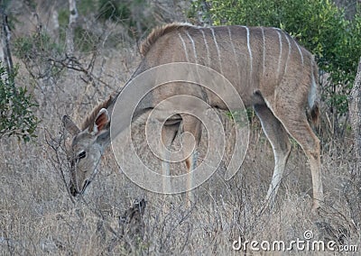 Majestic mammal foraging for sustenance amongst a lush, natural habitat Stock Photo
