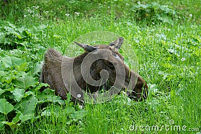 Majestic moose resting in a lush grassy meadow Stock Photo