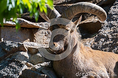 A majestic mountain goat with twisted large horns is resting on a rock. Stock Photo