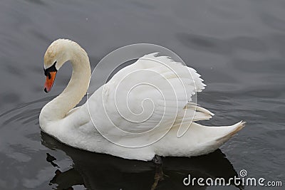 Majestic Mute Swan Stock Photo