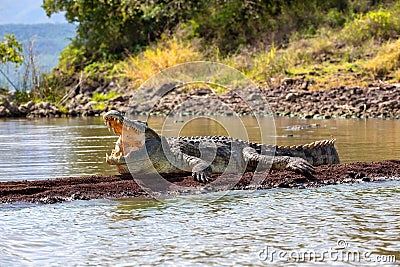 Big nile crocodile, Chamo lake Falls Ethiopia Stock Photo