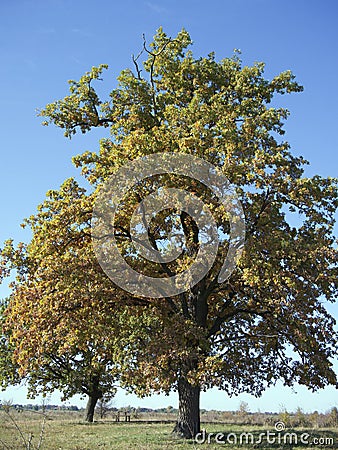 Majestic oak tree on a sunny autumn day. A large branching tree, autumn landscape Stock Photo
