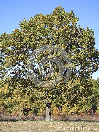 Majestic oak tree on a sunny autumn day. A large branching tree, autumn landscape. Big autumn tree Stock Photo