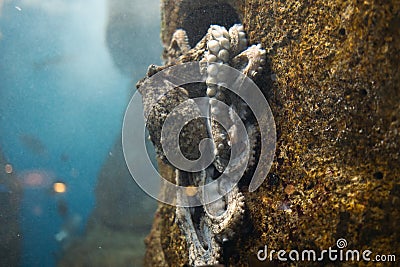 Majestic Ocean Octopuses: Enchanting Wildlife of the Deep Sea Stock Photo