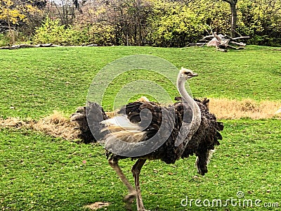Majestic ostrich walking with open wings Stock Photo