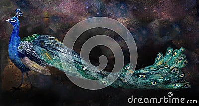A Majestic Peacock with Galactic background Stock Photo