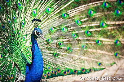 Majestic peacock (Pavo cristatus) Stock Photo