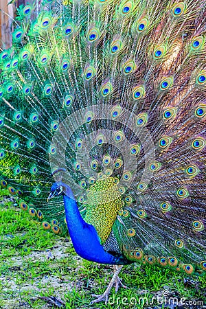 A majestic peacock presenting it's tail feathers in the park. Stock Photo