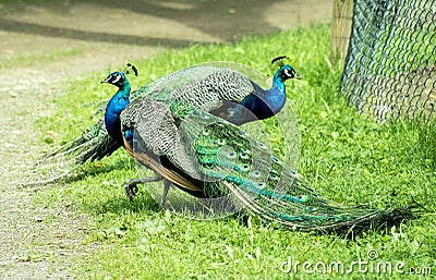 Majestic Peacocks posing in the sun Stock Photo