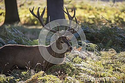 Majestic powerful red deer stag Cervus Elaphus in forest landscape during rut season in Autumn Fall Stock Photo
