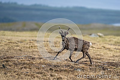 Majestic reindeer in Mountains running With smal antlers Stock Photo