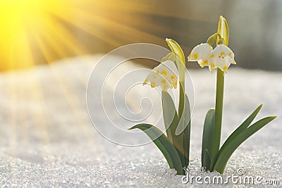Majestic scenic view on wild spring snowdrop flowers in sunlight. Amazing golden sunbeams on wildgrowing snowdrop flowers in wildl Stock Photo