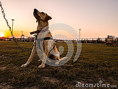 Majestic shot labrador retreiver on leash geared up with gopro Stock Photo