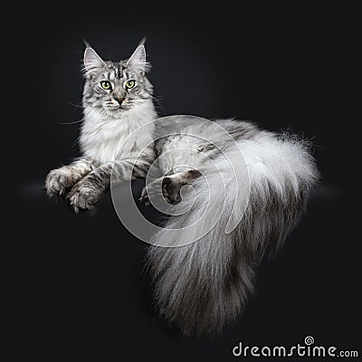 Majestic silver tabby young adult Maine Coon cat laying side ways with paws and enormous tail hanging over edge, looking above len Stock Photo