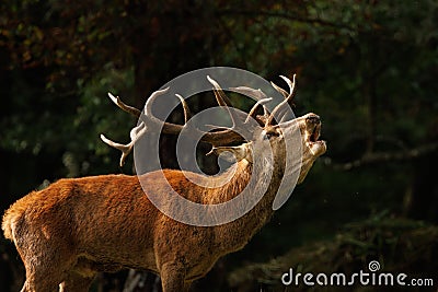 Majestic stag calling in the forest Stock Photo