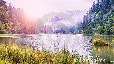 Majestic summer view of mountain lake Lacul Rosu or Red Lake or Killer Lake Stock Photo