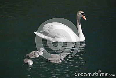 Majestic swan mother is swimming on dark green lake water Stock Photo