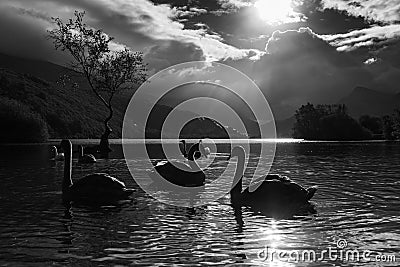 Majestic swans by the Lonely tree Stock Photo