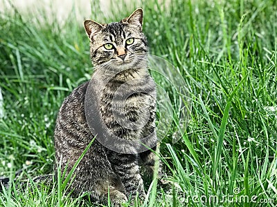 The majestic tabby cat on the lawn Stock Photo