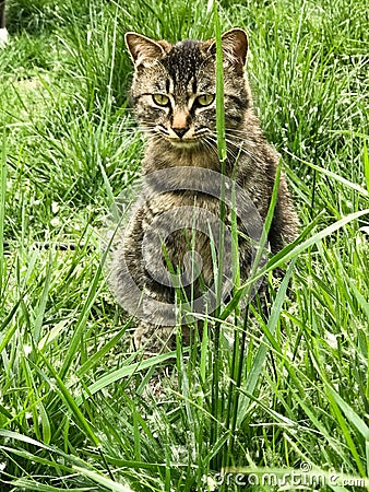 The majestic tabby cat on the lawn Stock Photo