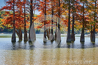 Majestic Taxodium distichum in a gorgeous lake against the backdrop of the Caucasus mountains in the fall. Autumn. October. Sukko Stock Photo