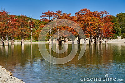 Majestic Taxodium distichum stand in a gorgeous lake against the backdrop of the Caucasian mountains in the fall and look like gol Stock Photo