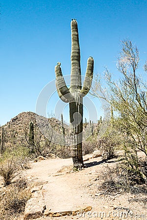 Majestic Trail Guard Stock Photo