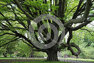 Majestic tree Stock Photo