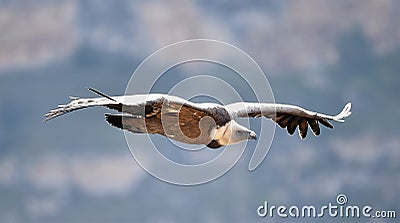 A vulture griffon in the natural park Stock Photo