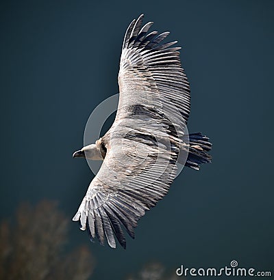 A vulture griffon in the natural park Stock Photo