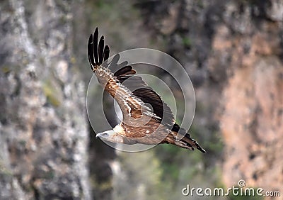 A vulture griffon in the natural park Stock Photo