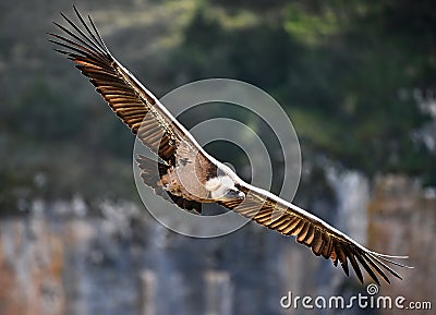 A vulture griffon in the natural park Stock Photo