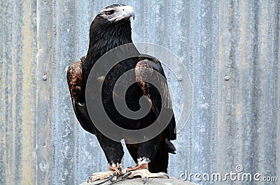 Majestic wedge-tailed eagle Stock Photo