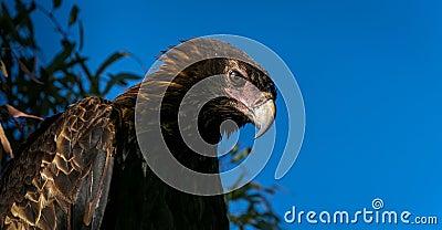 Majestic wedge-tailed eagle perched atop a bush Stock Photo