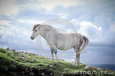 Majestic white horse standing in a lush, grassy field Stock Photo